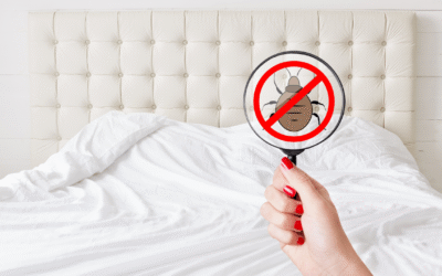 Can Bed Bugs Survive Heat Treatment? Complete Guide for Las Vegas Homeowners